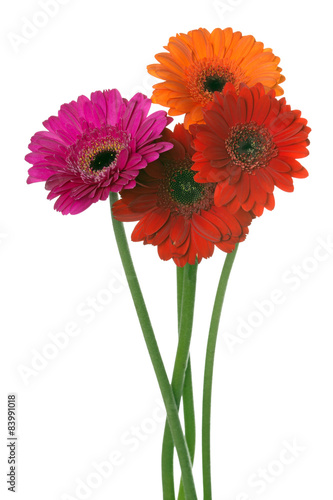 Gerbera   Beautiful gerbera flowers over a white background