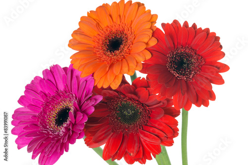 Gerbera   Beautiful gerbera flowers over a white background