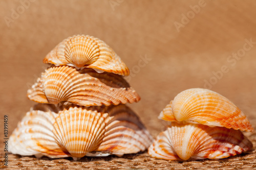 shells - Muscheln auf Bastmatte