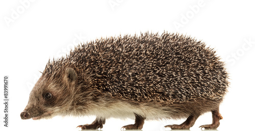Hedgehog on white