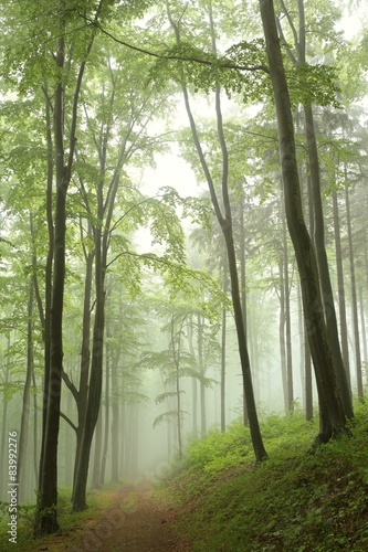 Trail through the beech forest on a foggy, rainy morning