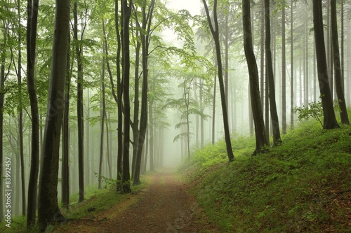 Trail through the beech forest on a foggy, rainy morning