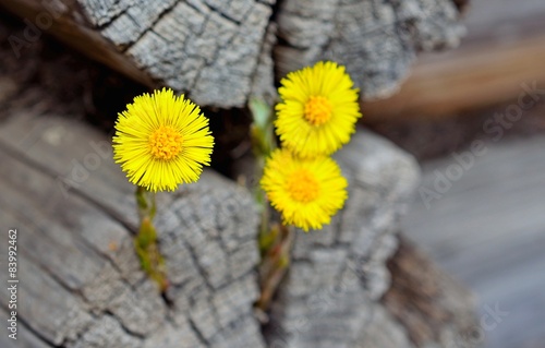 Yellow dandelion