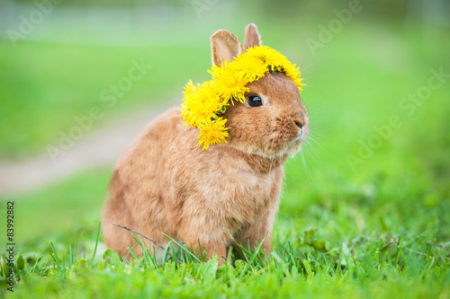 Little dwarf rabbit with wreath of dandelions on its head