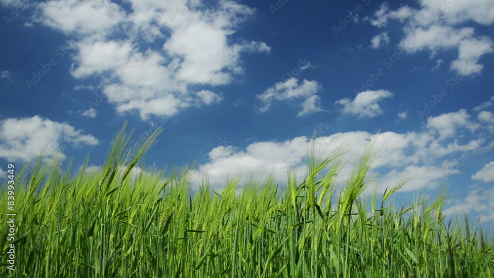 Fresh green grass Fresh green grass