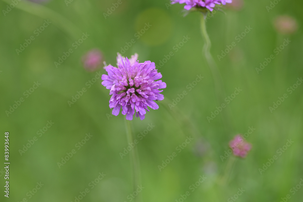 fiore di campo viola rosa fiori macro fiore di campo viola rosa fiori macro