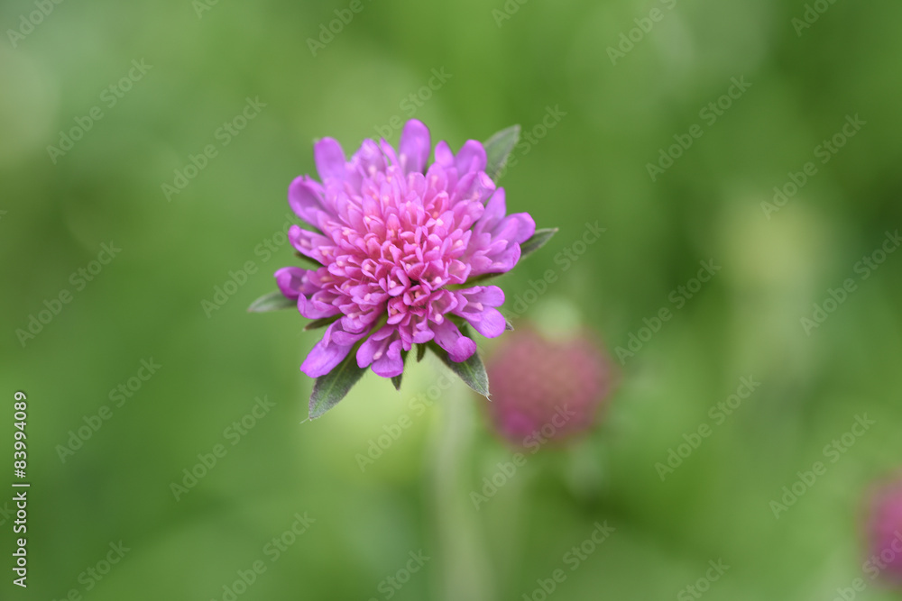 fiore di campo viola rosa fiori macro fiore di campo viola rosa fiori macro