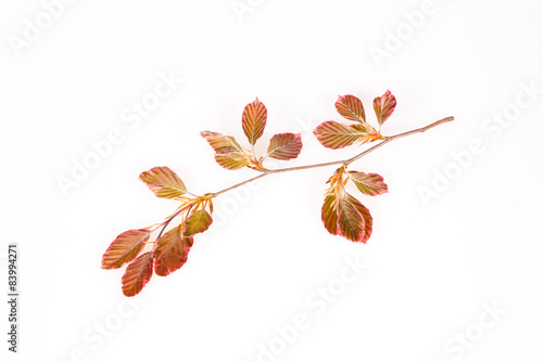 Pink beech branch isolated