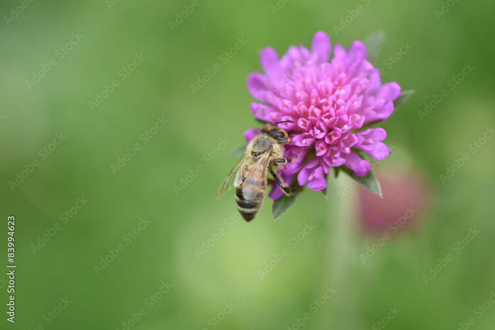 ape api su fiore fiori miele