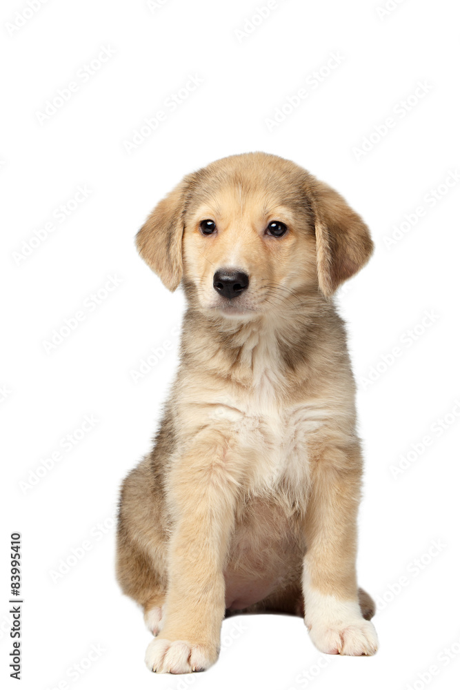 Mixed Breed Ginger Puppy Sits Isolated on White