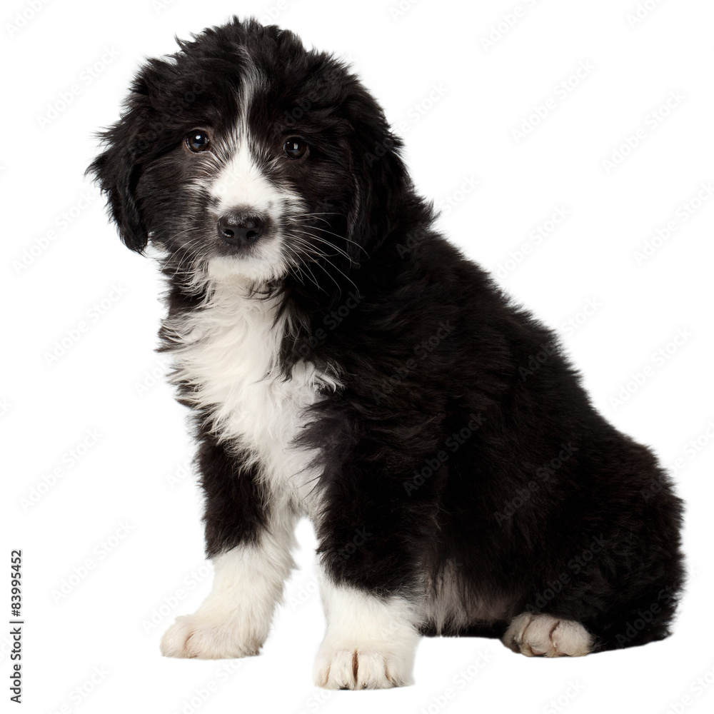 Mixed Breed Black Puppy Sits and Looking in Camera Isolated