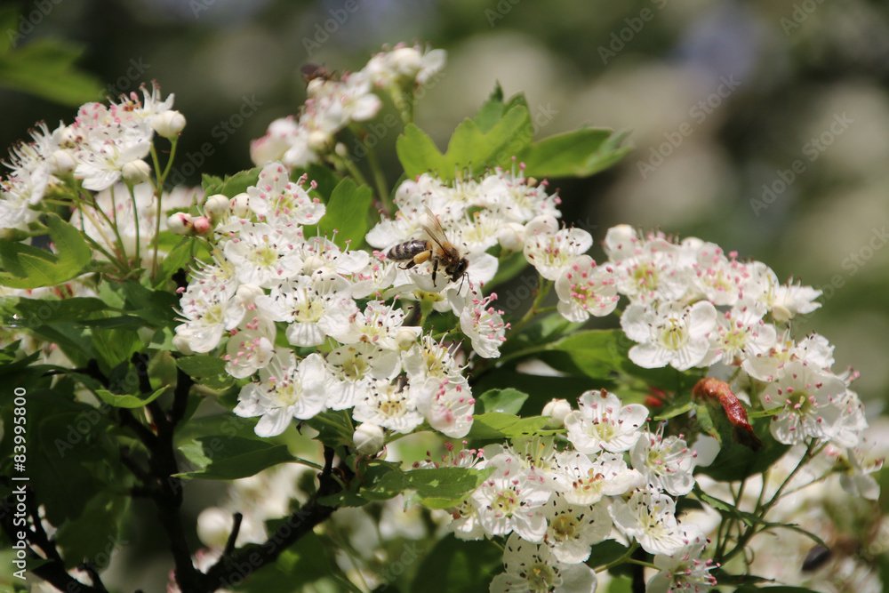 Honey bee collecting pollen from white flowers. Honey bee collecting pollen from white flowers.