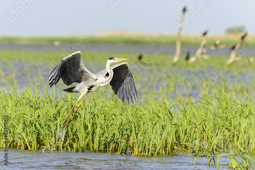 Startender Graureiher (ardea cinerea) im rumänischen Donaudelta photo