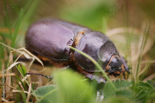 Rhinoceros beetle macro