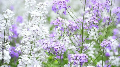 Gemeine Nachtviole, Hesperis matronalis
 photo