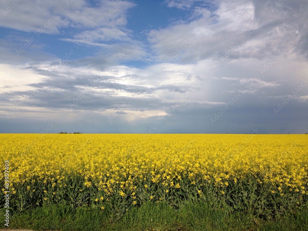 Fototapeta premium yellow field and blue sky