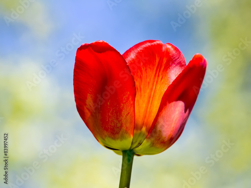 Red tulip on the background of sky.