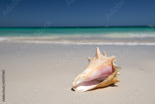 Gastropod on the beach © forcdan
