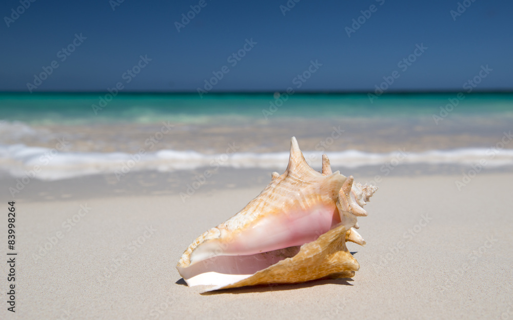 Shell on the beach Shell on the beach