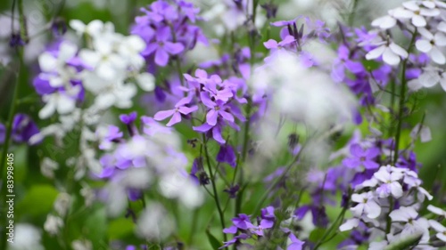 Gemeine Nachtviole, Hesperis matronalis
 photo