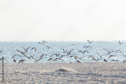Flock of seagulls flies up on shore
