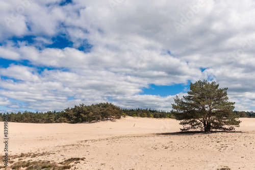 Sand Plain and Dunes in a Dutch nature reserve © fotografiecor