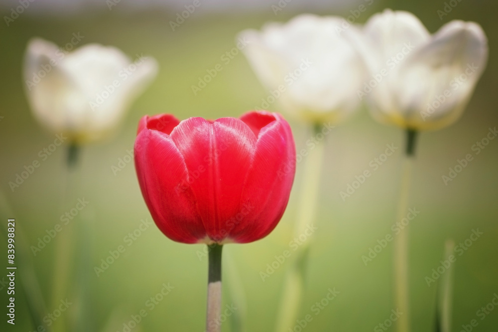 Fototapeta premium flowering tulips in spring