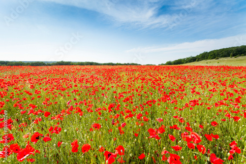 Red poppy flowers on fields Crimea. Russia.
