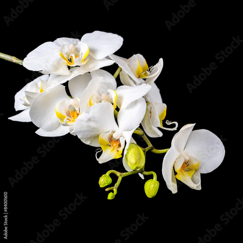 Fototapeta Naklejka Na Ścianę i Meble -  beautiful blooming branch white orchid with dew, phalaenopsis on