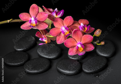 beautiful spa concept of blooming twig red orchid flower  phalae