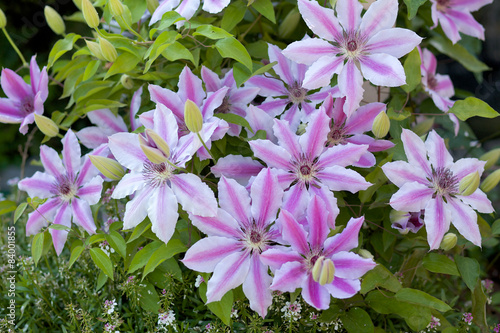 Viele Clematis Blüten photo