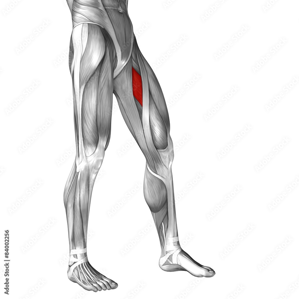 Conceptual 3D human front upper leg muscle anatomy Conceptual 3D human front upper leg muscle anatomy