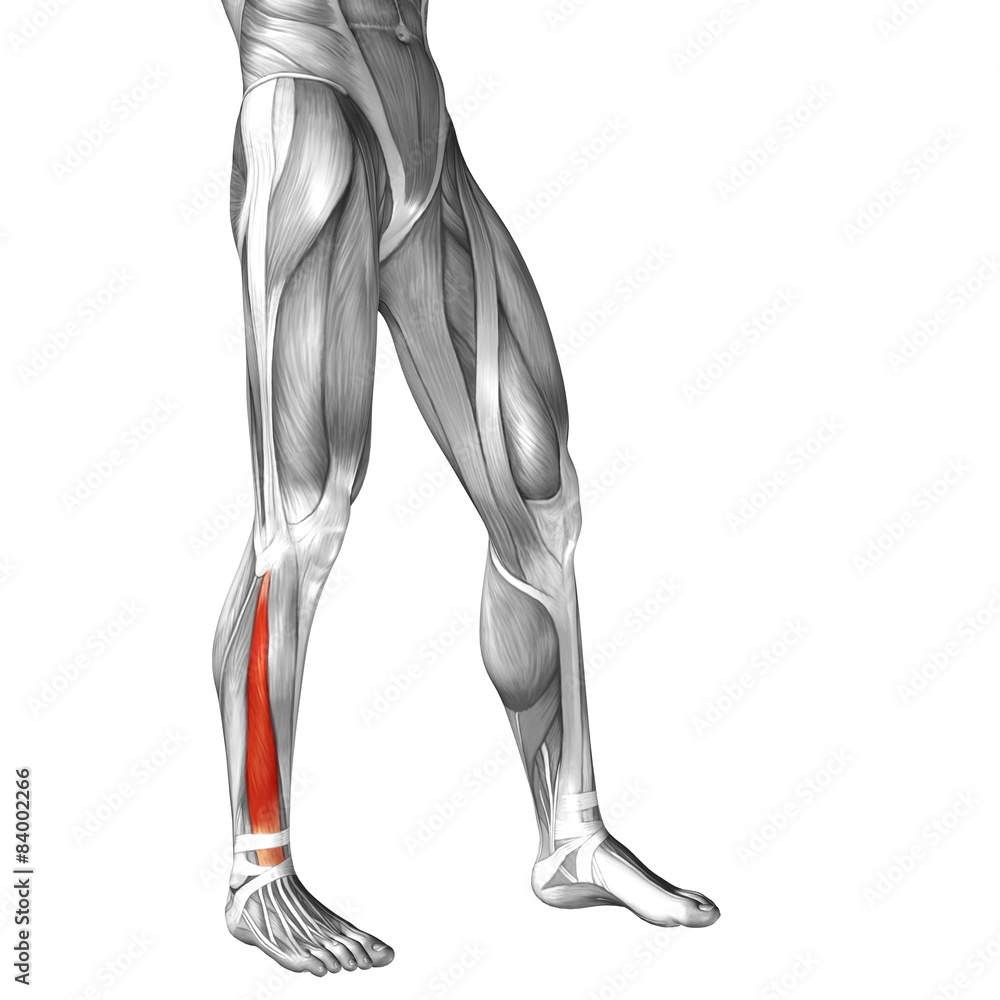 Conceptual 3D human front lower leg muscle anatomy Conceptual 3D human front lower leg muscle anatomy
