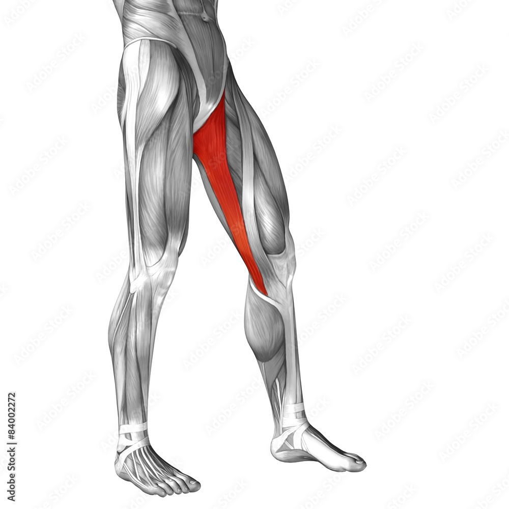 Conceptual 3D human front upper leg muscle anatomy Conceptual 3D human front upper leg muscle anatomy