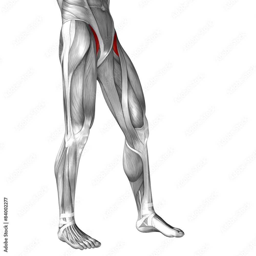 Conceptual 3D human front upper leg muscle anatomy Conceptual 3D human front upper leg muscle anatomy