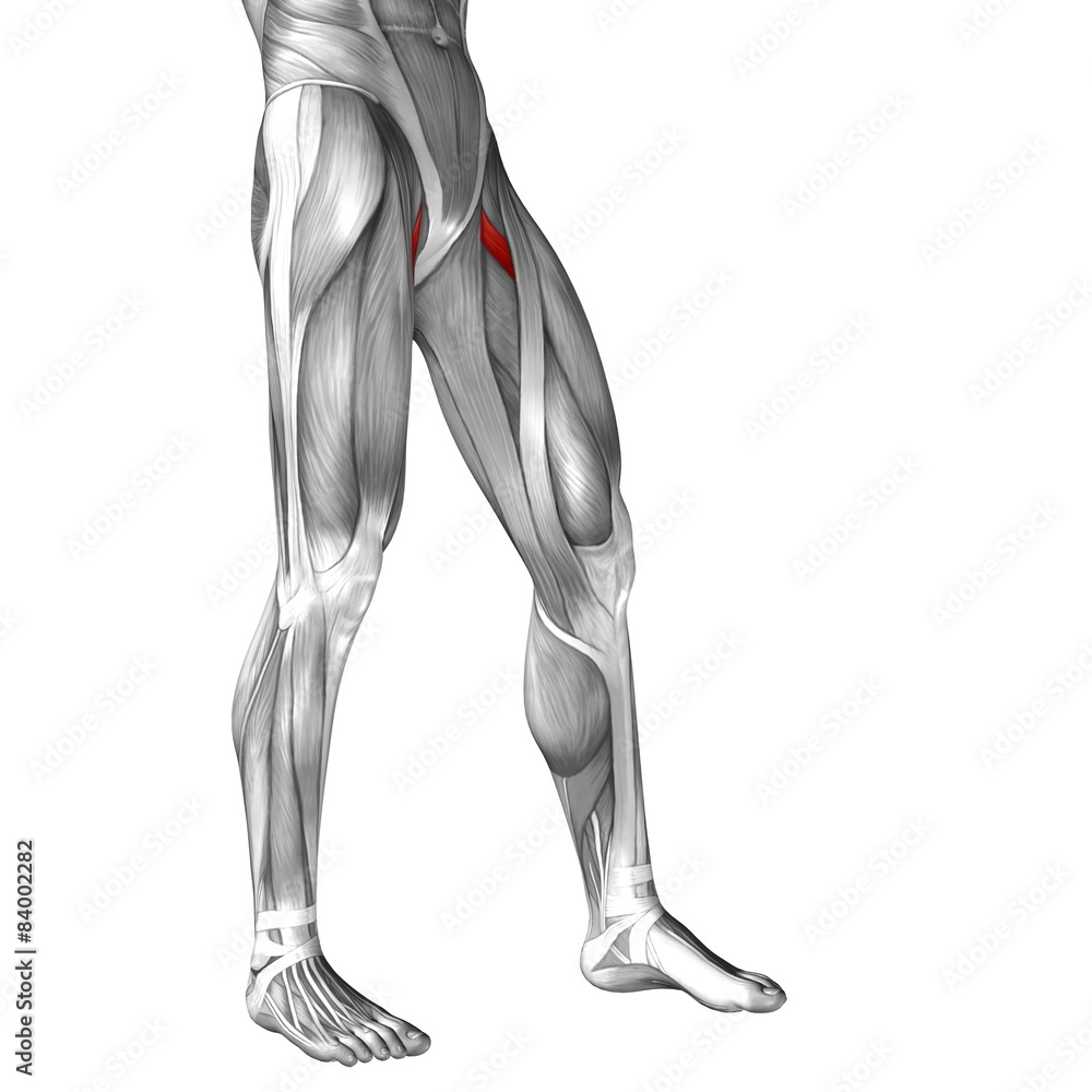 Conceptual 3D human front upper leg muscle anatomy Conceptual 3D human front upper leg muscle anatomy