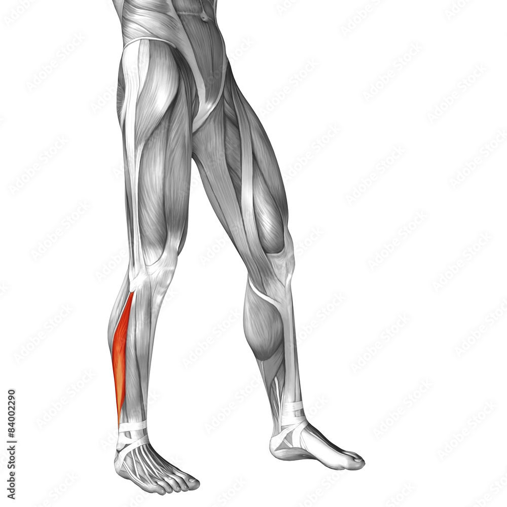 Conceptual 3D human front lower leg muscle anatomy Conceptual 3D human front lower leg muscle anatomy