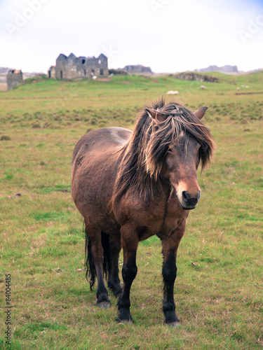 Icelandic horse on the meadow