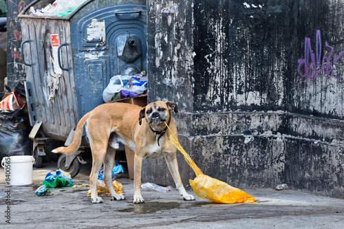 Homeless dog