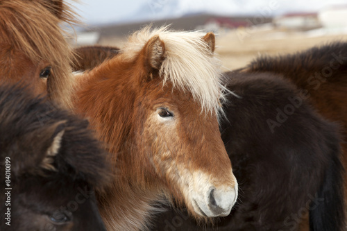Icelandic horse in a herd
