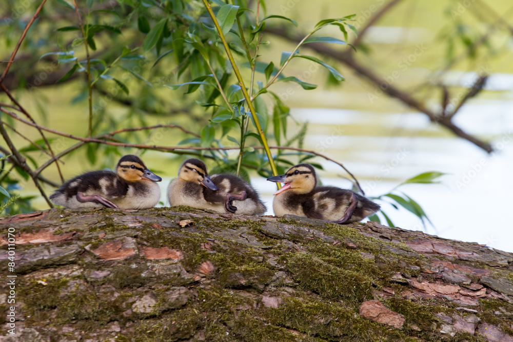 Fototapeta premium Ducklings