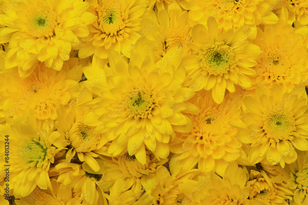 Fototapeta premium Yellow chrysanthemum