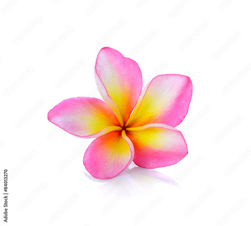 Frangipani or Plumeria isolated on the white background Frangipani or Plumeria isolated on the white background