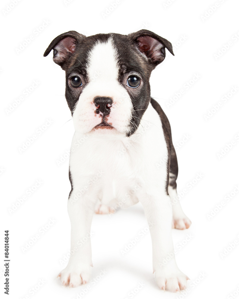 Adorable Black and White Boston Terrier Puppy Dog