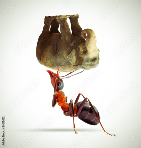 ant lifting an elephant / ant holding an elephant