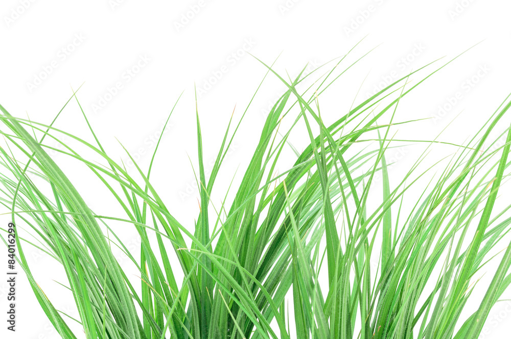 Fototapeta premium Green grass isolated on white