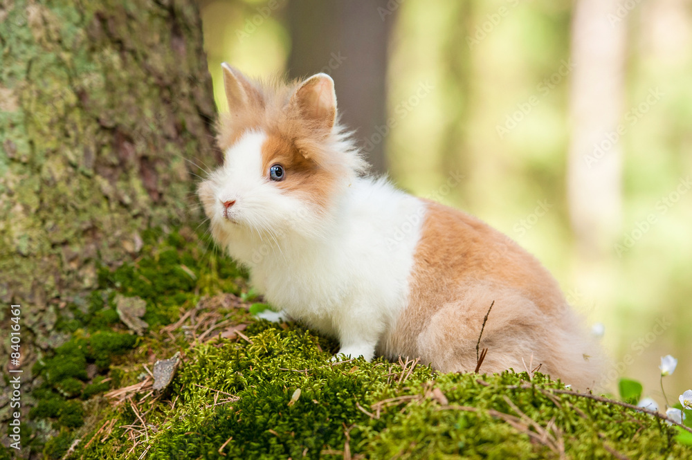 Little dwarf rabbit in the forest
