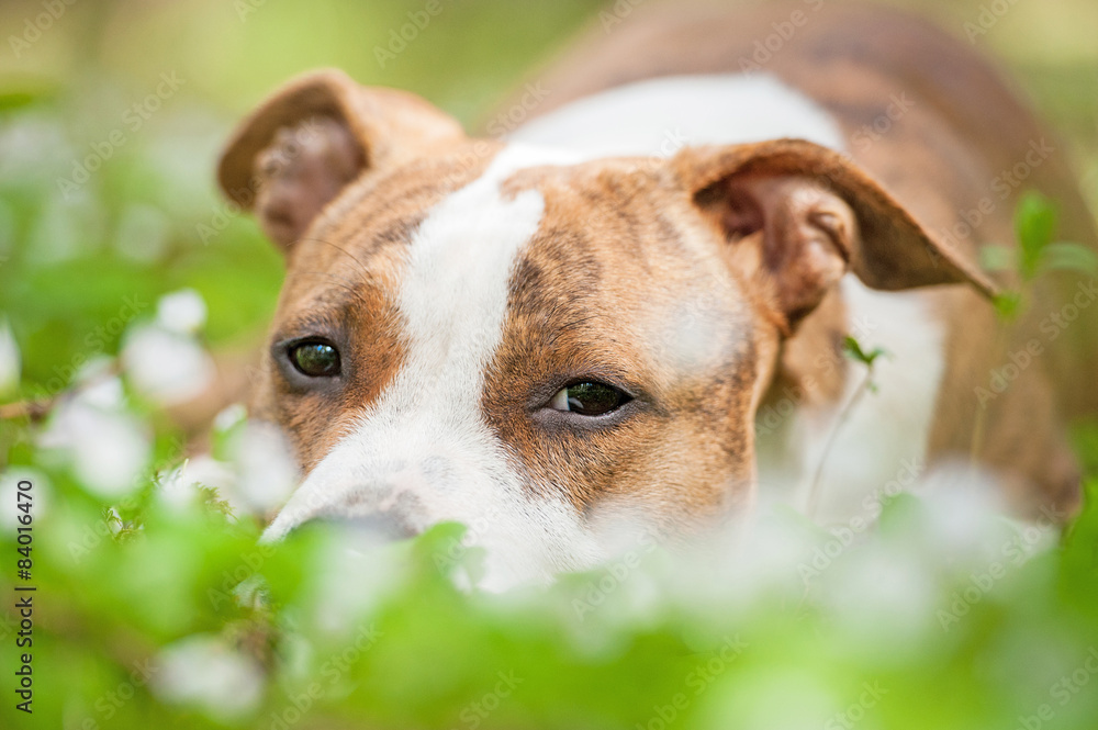Portrait of american staffordshire terrier lying in flowers