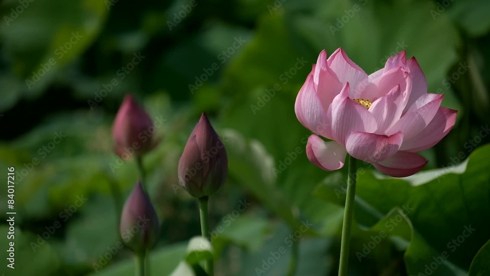 Lotus flowers. Rosy lotus flower & seed head at a pond. Lotus flowers. Rosy lotus flower & seed head at a pond.