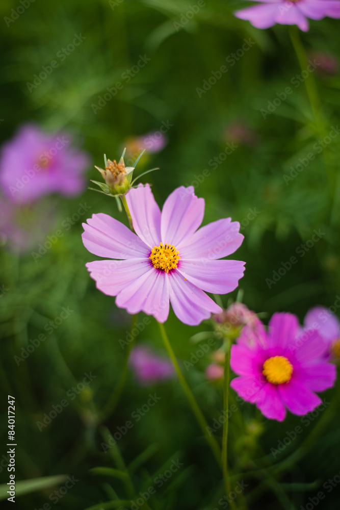 Cosmos flowers in purple, white, pink and red, is beautiful suns Cosmos flowers in purple, white, pink and red, is beautiful suns
